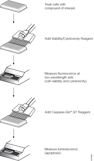 Overview of the ApoTox-Glo Triplex Assay protocol. 