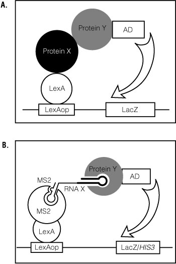 Figure 1. General schematic for the yeast two- and three-hybrid systems.