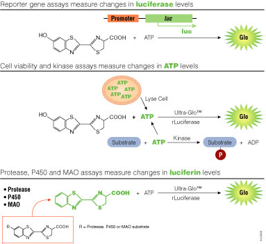 Assay strategies using bioluminescence.