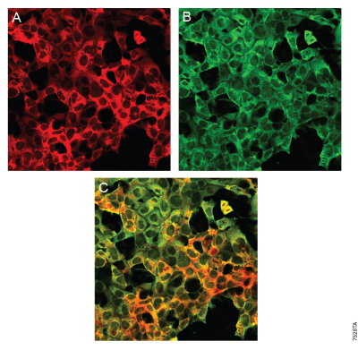 Distinct labeling of a single HaloTag® 7 fusion by a HaloTag® Ligand and Anti-HaloTag® pAb.