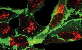 HaloTag Protein Localization Resource